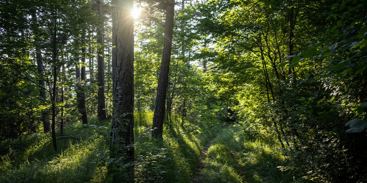 Паркетные полы против ламината: что подходит для вашего дома? | Floormaker Паркетные полы против ламината: что подходит для вашего дома? | Floormaker