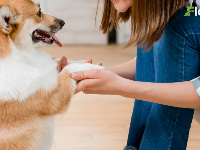 Révélé : Les meilleurs sols pour les animaux de compagnie | FABRICANT DE SOLS